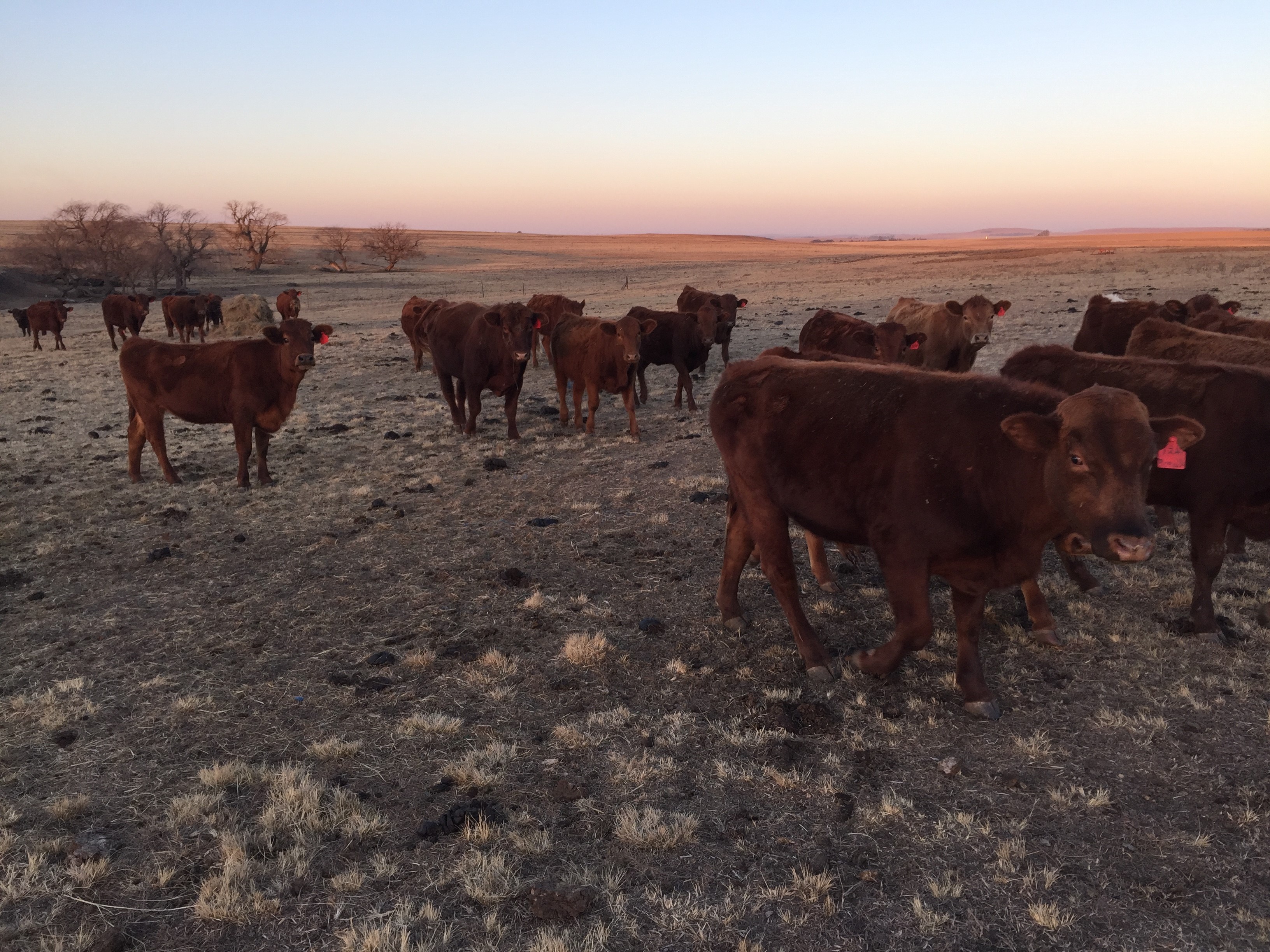 our_cattle4